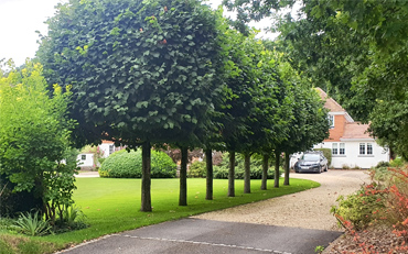 Garden maintenance (1)